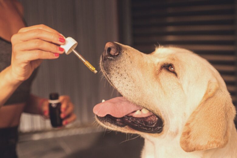 There are many different benefits of CBD for dogs. You can check out our dosage guide here to learn how much CBD to give your pet.