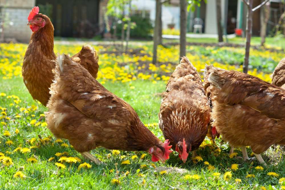 Tips for Raising Healthy Chickens