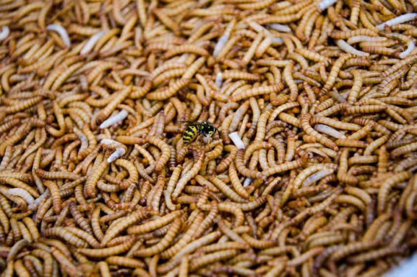 spiritual meaning of maggots in dreams