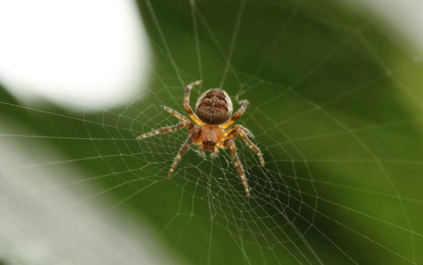 what is the spiritual meaning of spiders in dreams