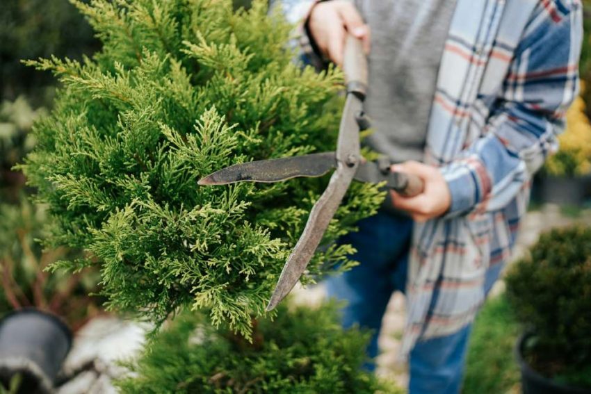 Rooted in Sustainability Why Eco-Friendly Tree Care Matters for Landscape