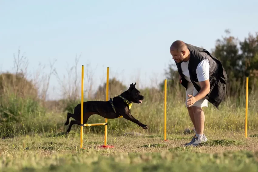 Signs Your Dog Needs Trainer