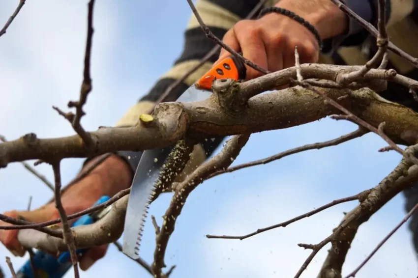 Sustainable Tree Care Practices